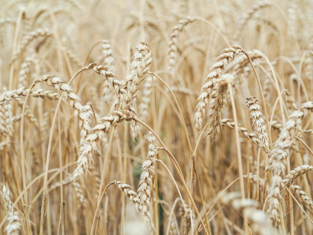 A close-up view of a golden wheat field, capturing the essence of rural summer agriculture.